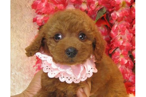 成約済の茨城県のトイプードル-20308の1枚目