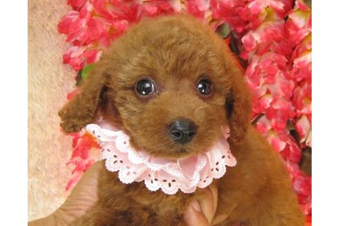 成約済の茨城県のトイプードル-20308の2枚目