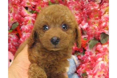 成約済の茨城県のトイプードル-20308の3枚目