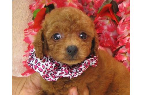 成約済の茨城県のトイプードル-20309の1枚目