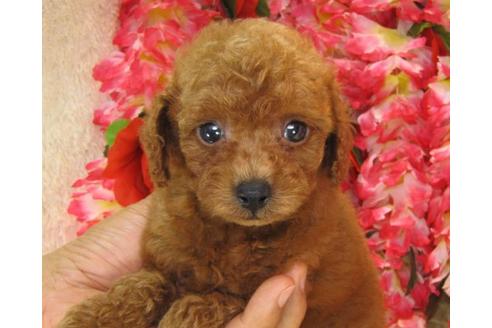 成約済の茨城県のトイプードル-20309の2枚目