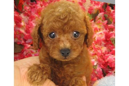 成約済の茨城県のトイプードル-20309の3枚目