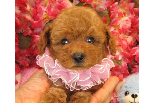 成約済の茨城県のトイプードル-20310の1枚目