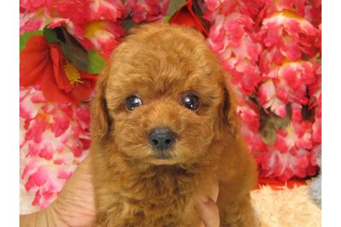 成約済の茨城県のトイプードル-20310の2枚目