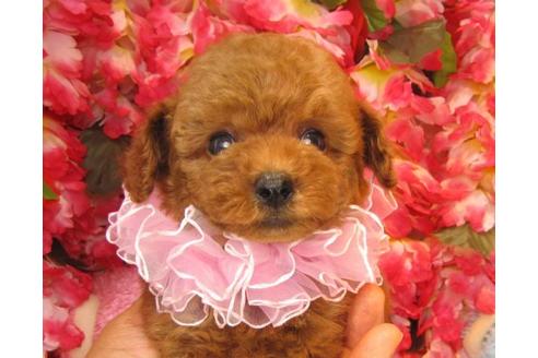 成約済の茨城県のトイプードル-20310の3枚目