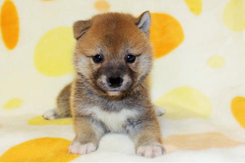 成約済の徳島県の柴犬-20311の1枚目
