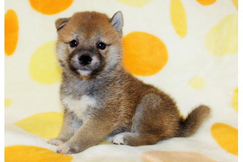 成約済の徳島県の柴犬-20311の3枚目