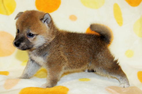 成約済の徳島県の柴犬-20311の2枚目