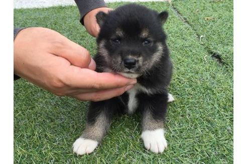 成約済の長崎県の柴犬-19436の1枚目