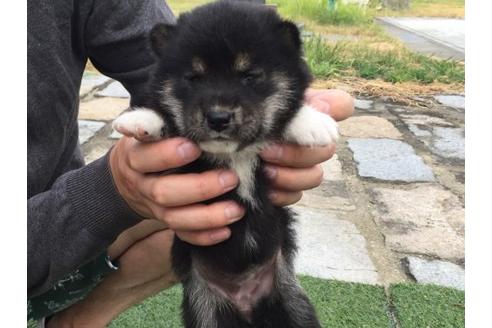 成約済の長崎県の柴犬-19436の3枚目