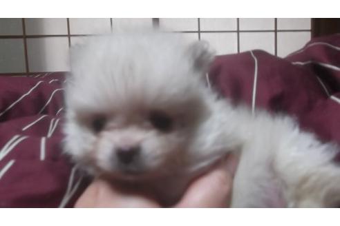 子犬