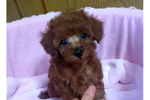 成約済の愛知県のトイプードル-20333の3枚目