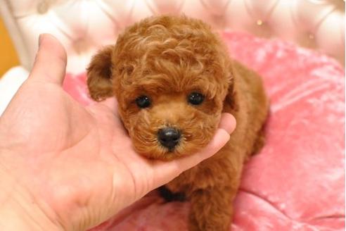 成約済の茨城県のトイプードル-20338の2枚目