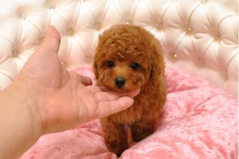 成約済の茨城県のトイプードル-20339の2枚目