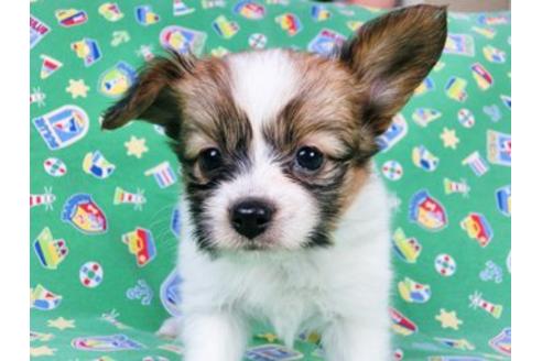 成約済の千葉県のパピヨン-20342の1枚目