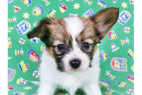 成約済の千葉県のパピヨン-20342の2枚目