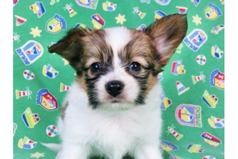 成約済の千葉県のパピヨン-20342の3枚目