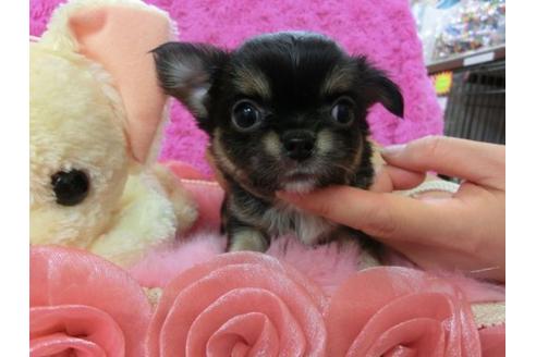 成約済の京都府のチワワ-20384の3枚目