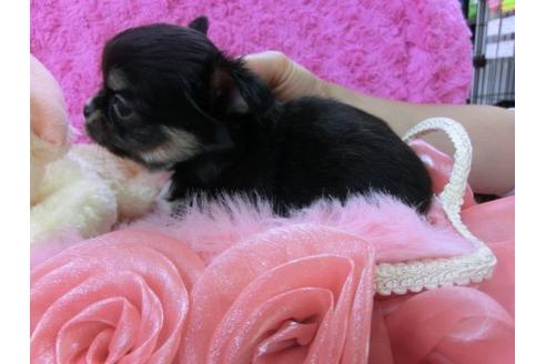 成約済の京都府のチワワ-20384の2枚目