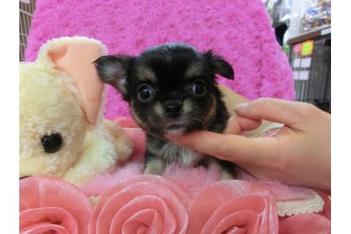 成約済の京都府のチワワ-20384の1枚目