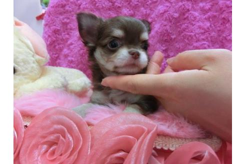 成約済の京都府のチワワ-20385の3枚目