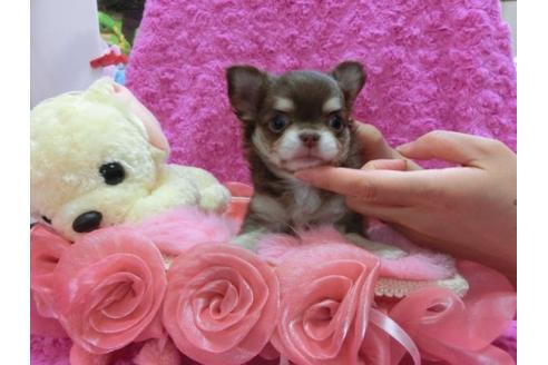 成約済の京都府のチワワ-20385の2枚目