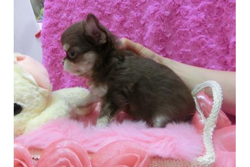 成約済の京都府のチワワ-20385の1枚目