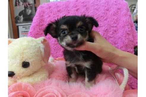 成約済の京都府のチワワ-20386の3枚目