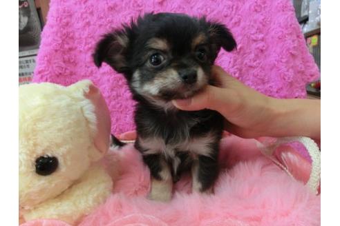 成約済の京都府のチワワ-20386の2枚目