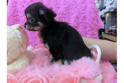 成約済の京都府のチワワ-20386の1枚目