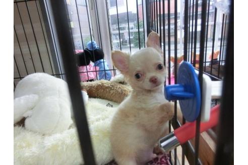 成約済の京都府のチワワ-20387の3枚目