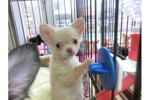 成約済の京都府のチワワ-20387の2枚目