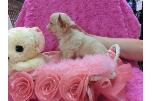 成約済の京都府のチワワ-20387の1枚目