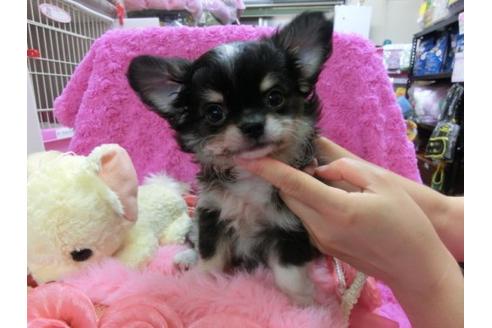 成約済の京都府のチワワ-20388の3枚目