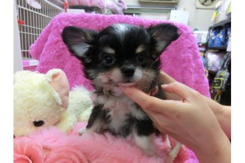 成約済の京都府のチワワ-20388の2枚目