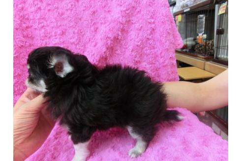 成約済の京都府のチワワ-20388の1枚目