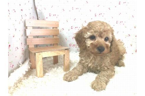 成約済の滋賀県のトイプードル-20389の2枚目