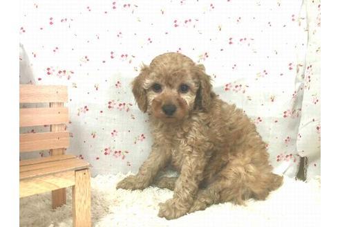 成約済の滋賀県のトイプードル-20389の1枚目