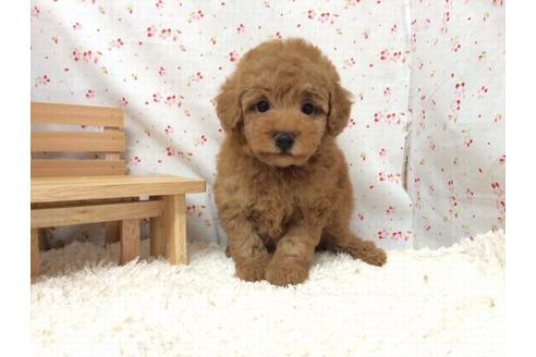 成約済の滋賀県のトイプードル-20390の2枚目