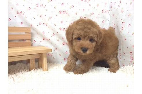 成約済の滋賀県のトイプードル-20390の1枚目