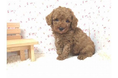 成約済の滋賀県のトイプードル-20391の2枚目