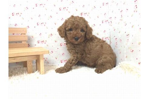 成約済の滋賀県のトイプードル-20391の1枚目