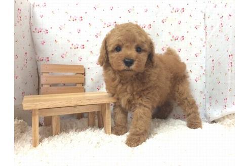 成約済の滋賀県のトイプードル-20392の2枚目