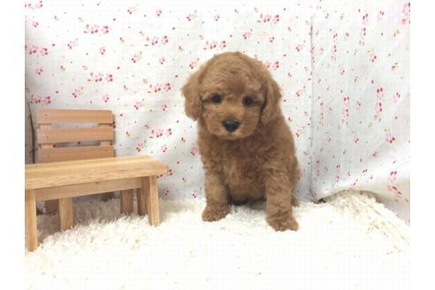 成約済の滋賀県のトイプードル-20392の1枚目