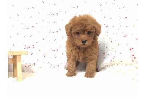 成約済の滋賀県のトイプードル-20393の2枚目