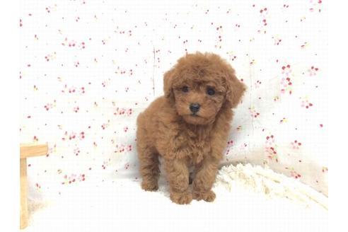 成約済の滋賀県のトイプードル-20393の1枚目