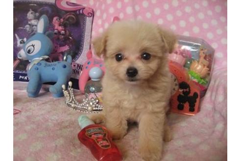 成約済の静岡県のミックス犬-20424の3枚目