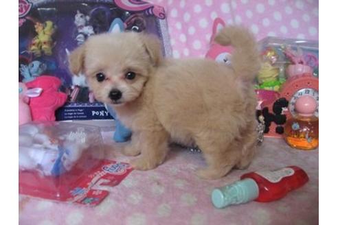 成約済の静岡県のミックス犬-20424の1枚目