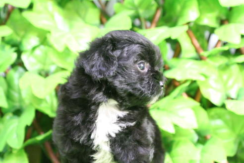 成約済の京都府のチワプー:チワワ×トイプードル-20428の3枚目