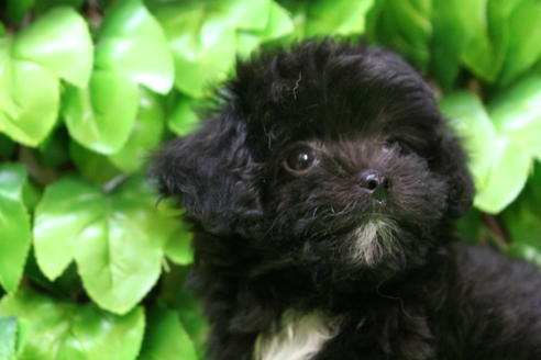 成約済の京都府のチワプー:チワワ×トイプードル-20428の1枚目